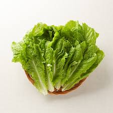 상추 (LETTUCE)