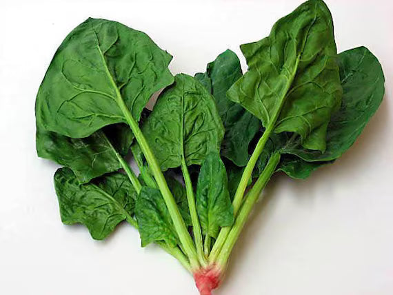 시금치 (SPINACH)